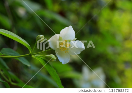White buckwheat flower White buckwheat flower 135768272