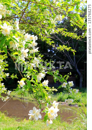 White buckwheat flower White buckwheat flower 135768275