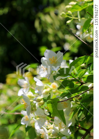White Philadelphus White Philadelphus 135768277