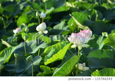 在農村看到的蓮花 在農村看到的蓮花 135768343