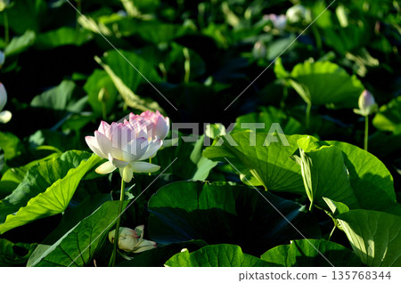 Lotus flowers seen in the countryside Lotus flowers seen in the countryside 135768344