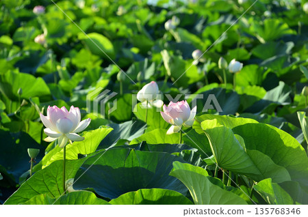 在農村看到的蓮花 135768346