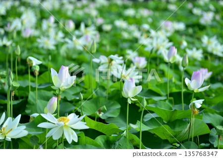 在農村看到的蓮花 135768347