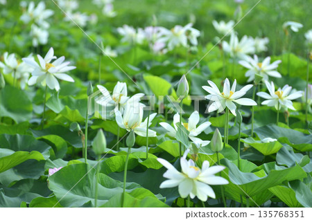 在農村看到的蓮花 在農村看到的蓮花 135768351