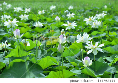 在農村看到的蓮花 135768354