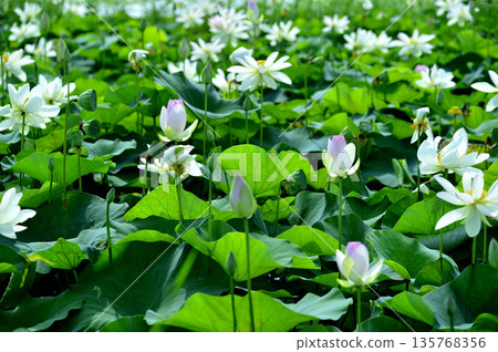 在農村看到的蓮花 135768356