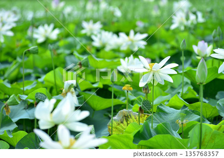 Lotus flowers seen in the countryside 135768357