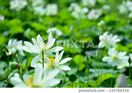 Lotus flowers seen in the countryside 135768358