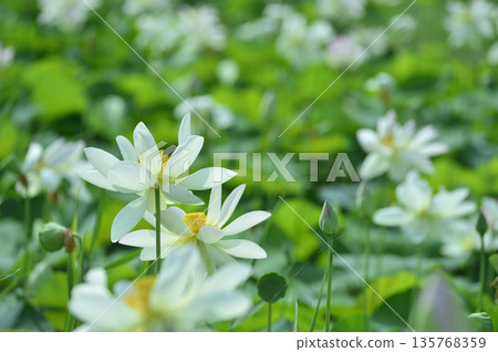 Lotus flowers seen in the countryside 135768359
