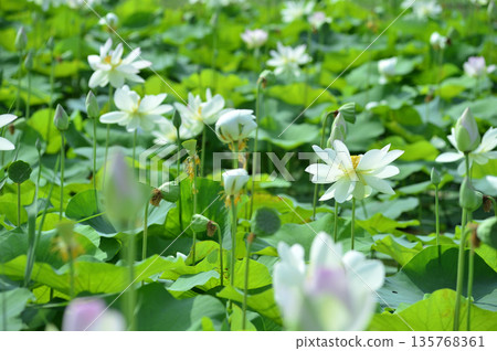 在農村看到的蓮花 135768361