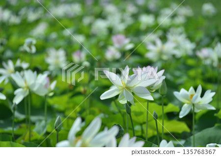 在農村看到的蓮花 135768367