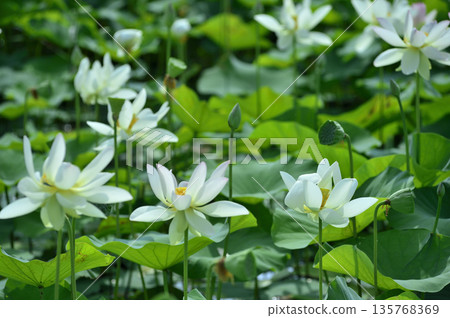 在農村看到的蓮花 在農村看到的蓮花 135768369