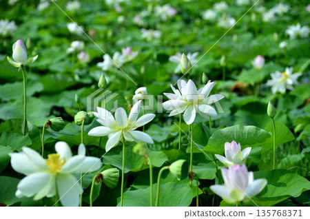 Lotus flowers seen in the countryside 135768371