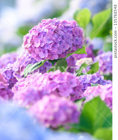 Hydrangeas along the Miyasho River Hydrangeas along the Miyasho River 135768548