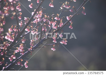 Toi cherry blossoms herald the arrival of spring 135768575
