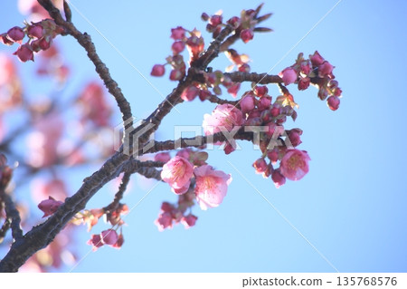 Toi cherry blossoms herald the arrival of spring Toi cherry blossoms herald the arrival of spring 135768576