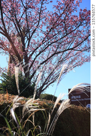 A landscape with cherry blossoms and Japanese pampas grass A landscape with cherry blossoms and Japanese pampas grass 135768577