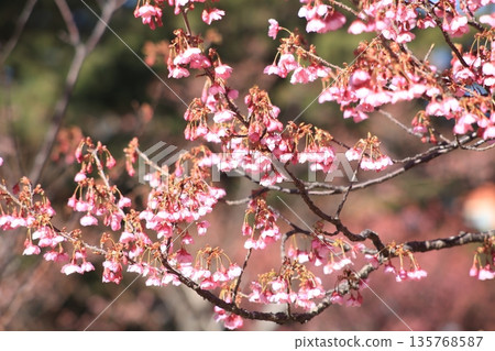 Toi cherry blossoms beginning to bloom Toi cherry blossoms beginning to bloom 135768587