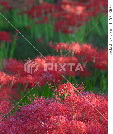 Katsurahama Park and cluster amaryllis Katsurahama Park and cluster amaryllis 135768672
