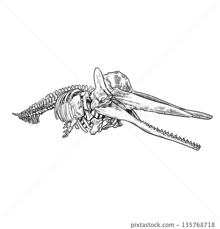Vector drawing illustration of Whale bones Vector drawing illustration of Whale bones 135768718
