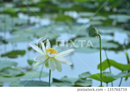 在農村看到的蓮花 135768739