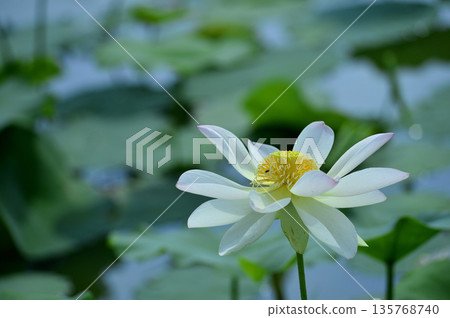 在農村看到的蓮花 135768740