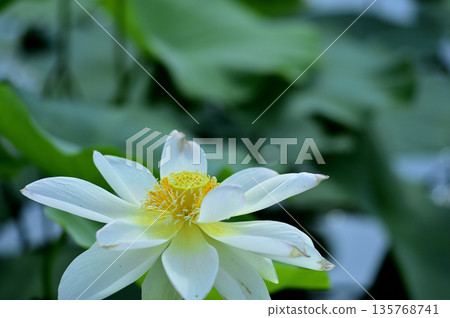 在農村看到的蓮花 135768741