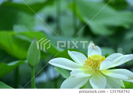 Lotus flowers seen in the countryside Lotus flowers seen in the countryside 135768742
