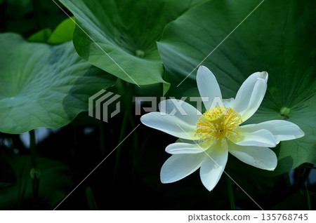 在農村看到的蓮花 135768745