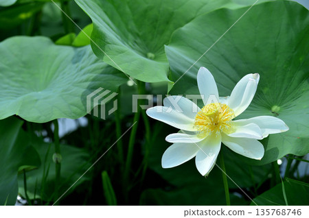 在農村看到的蓮花 135768746