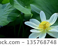Lotus flowers seen in the countryside 135768748