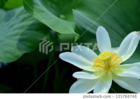 在農村看到的蓮花 135768748