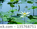 Lotus flowers seen in the countryside 135768751