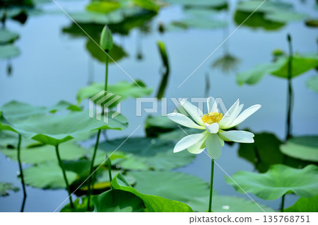 在農村看到的蓮花 135768751