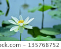 Lotus flowers seen in the countryside 135768752