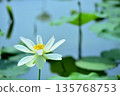 Lotus flowers seen in the countryside 135768753