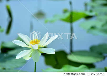 Lotus flowers seen in the countryside Lotus flowers seen in the countryside 135768753
