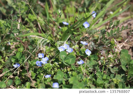 Persianthus persica mixed in with the weeds 135768807