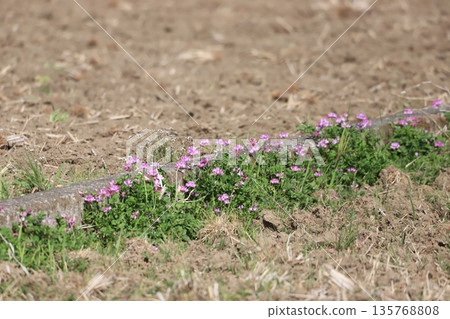 Astragalus flowers growing in rice fields 135768808