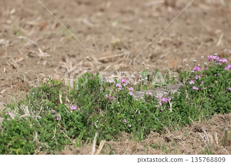 Astragalus flowers growing in rice fields Astragalus flowers growing in rice fields 135768809