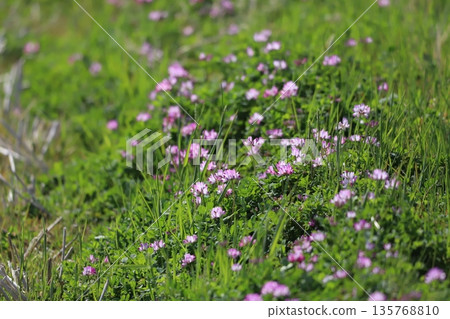Astragalus flowers growing in rice fields Astragalus flowers growing in rice fields 135768810