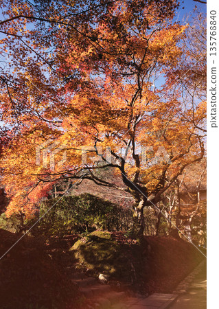 常寂光寺內，參天大樹秋葉絢麗，碧空如洗。 135768840