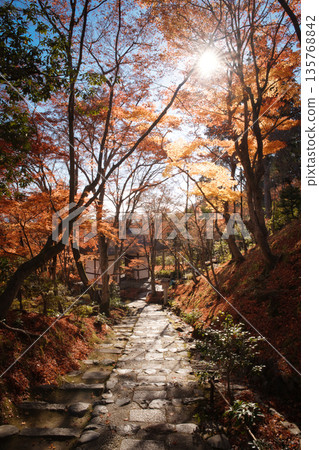 秋葉鋪成的隧道，柔和的逆光照亮了常寂光寺的石階。 135768842