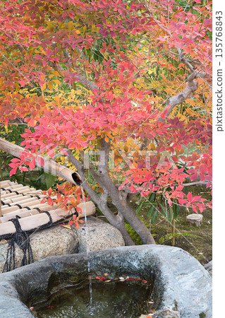 竹製噴泉和石質洗手盆散發著濃鬱的日式風情，而秋葉則色彩斑斕。 135768843