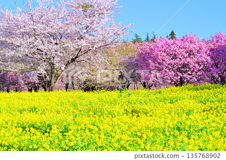 The Thousand Cherry Blossoms on the South Side of Akagi: The Colors of Cherry Blossoms and Rape Blossoms The Thousand Cherry Blossoms on the South Side of Akagi: The Colors of Cherry Blossoms and Rape Blossoms 135768902