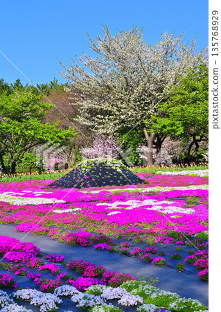 Akagi Nanmen Senbonzakura (Thousand Cherry Blossoms) - View from the Event Plaza 135768929