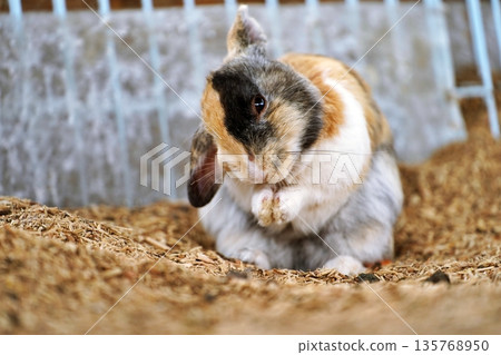 Rabbit  135768950