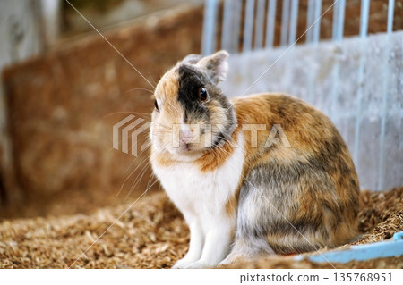 Rabbit  135768951