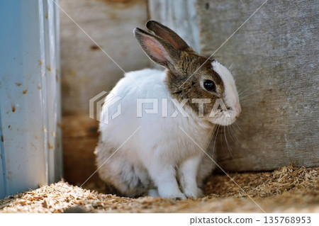 Rabbit Rabbit 135768953