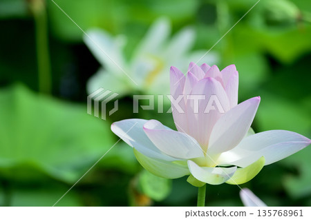 在農村看到的蓮花 135768961